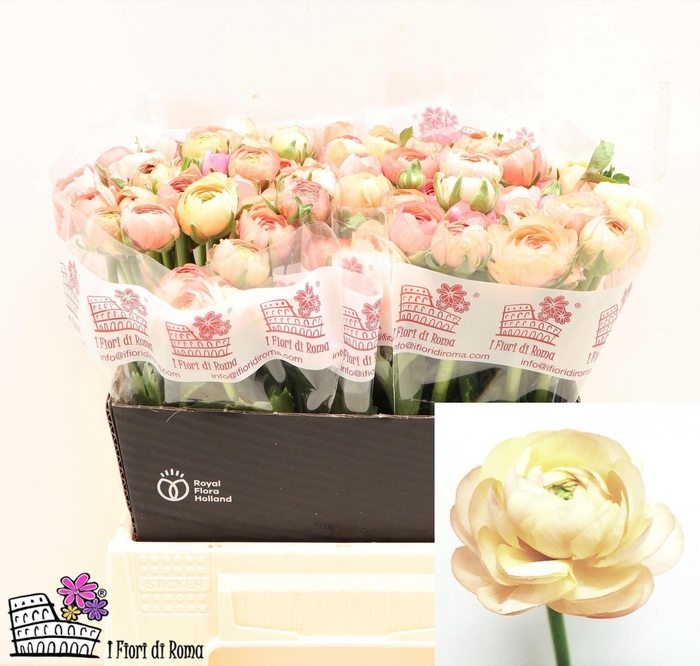 <h4>Ran Elegance Salmon</h4>