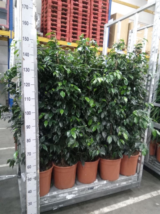 <h4>Ficus benja. 'Danielle'</h4>