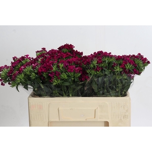Dianthus Br Amazon Neon Cherry