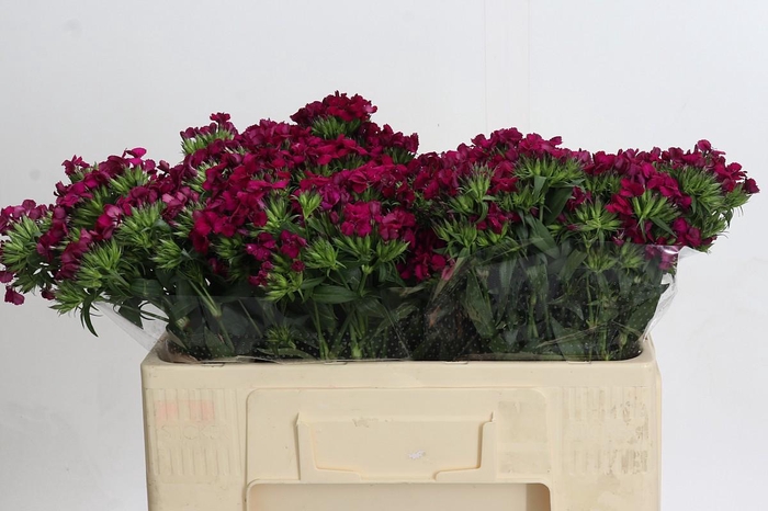 <h4>Dianthus Br Amazon Neon Cherry</h4>