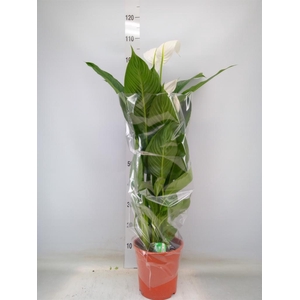 Spathiphyllum  'Sweet Lauretta'