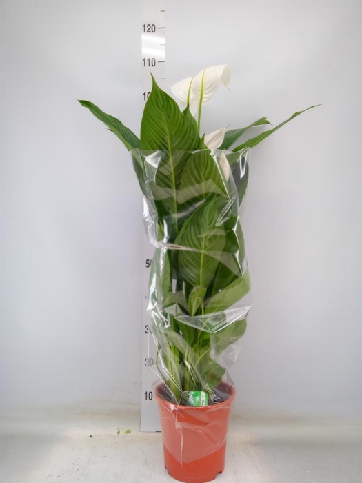 <h4>Spathiphyllum  'Sweet Lauretta'</h4>