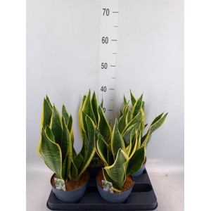 Sansevieria trifa. 'Futura Superba'
