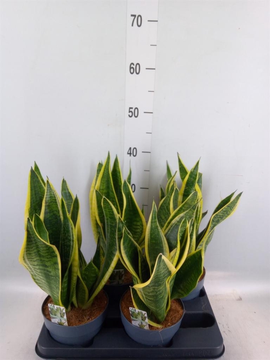 <h4>Sansevieria trifa. 'Futura Superba'</h4>