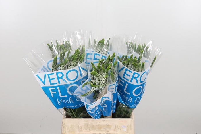 <h4>Veronica Caya Wit</h4>