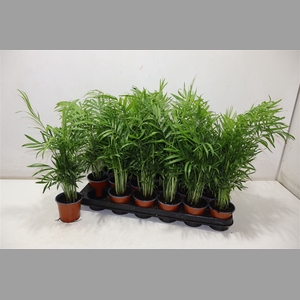 Chamaed Elegans