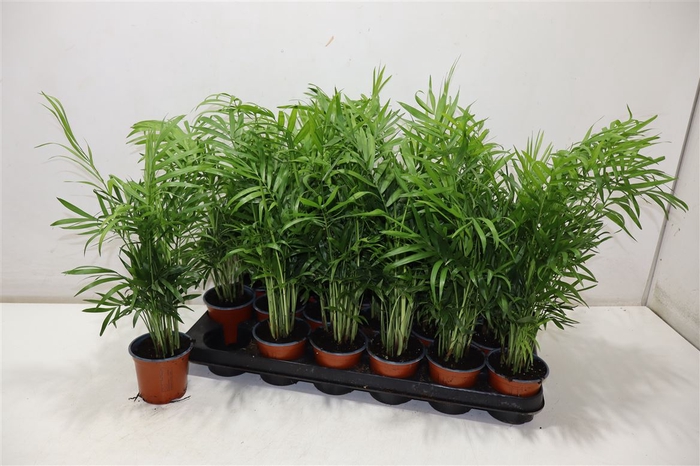 <h4>Chamaed Elegans</h4>