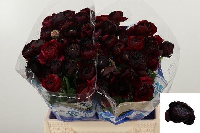 <h4>RAN SU NERONE</h4>