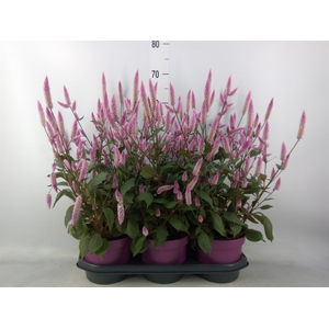 Celosia spic. 'Wild Pink'