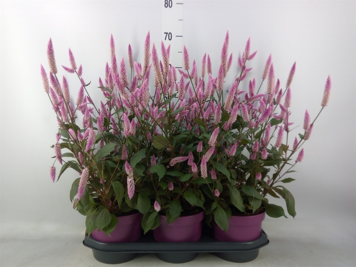<h4>Celosia spic. 'Wild Pink'</h4>