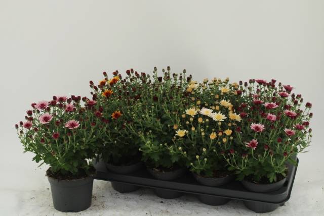 <h4>CHRYS GARDEN MUMS GM</h4>