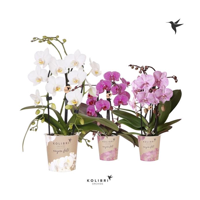 <h4>Kolibri Orchids Cascade Niagara Fall mix 2 spike</h4>