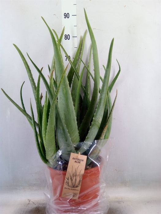 <h4>Aloe vera</h4>