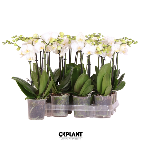 <h4>Phalaenopsis Natural Charm white 2 spike</h4>