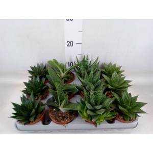 Aloe   ...mix