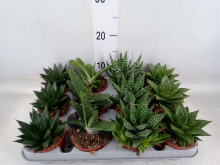 <h4>Aloe   ...mix</h4>