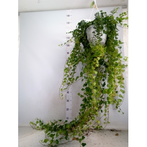 Hedera helix 'Wonder'