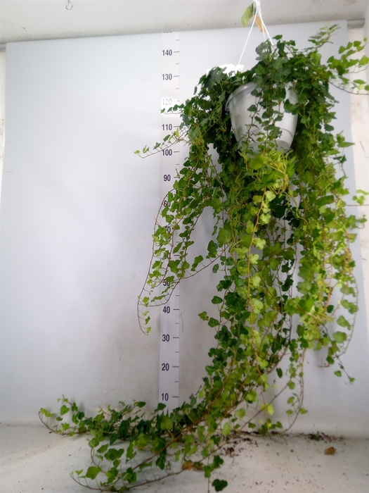 <h4>Hedera helix 'Wonder'</h4>