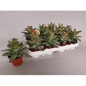 KALANCHOE TOMENTOSA