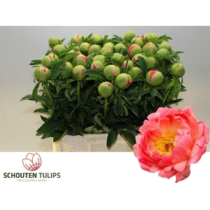 PAEONIA HYBR. 'CORAL SUNSET'