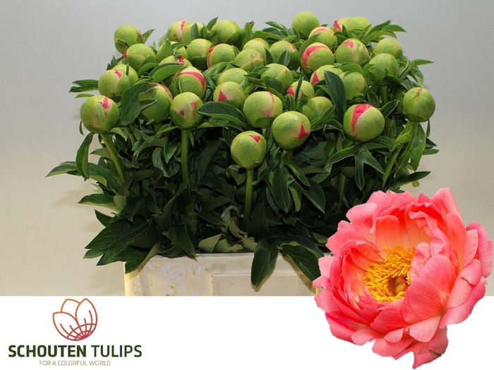 <h4>PAEONIA HYBR. 'CORAL SUNSET'</h4>