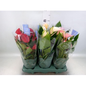 Anthurium   ...mix