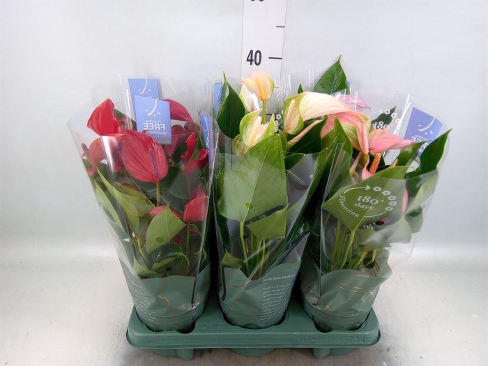 <h4>Anthurium   ...mix</h4>