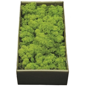 Reindeer moss preserved green