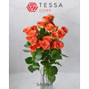 R TR SAONA Tessa