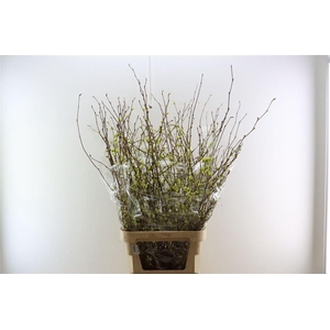 Corylopsis S Cynthia 120cm P St