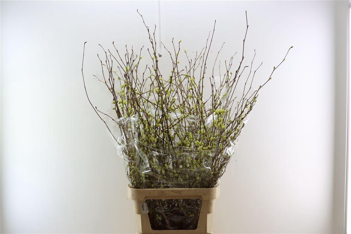 <h4>Corylopsis S Cynthia 120cm P St</h4>