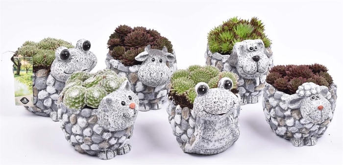 <h4>Arr. Sempervivum L%</h4>