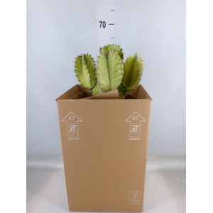 Euphorbia ingens 'Variegata'