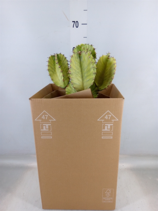 <h4>Euphorbia ingens 'Variegata'</h4>