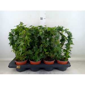 Hedera helix   ..special shapes L%