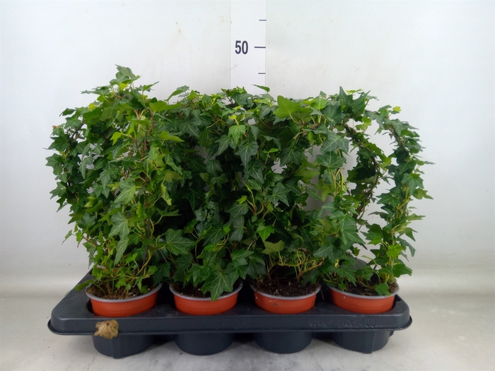 <h4>Hedera helix   ..special shapes L%</h4>