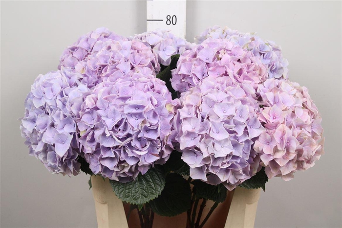 <h4>Hydr M My Minerva</h4>