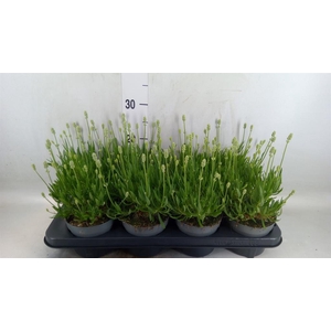 Lavandula angus. 'Aromance White'