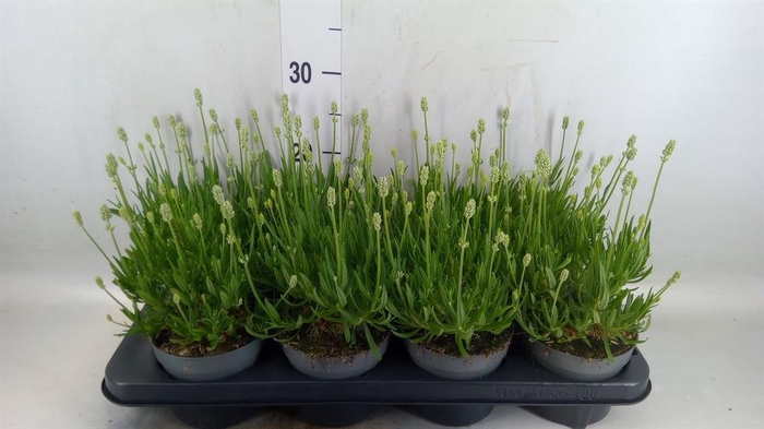 <h4>Lavandula angus. 'Aromance White'</h4>