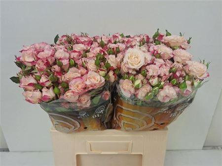 <h4>R Tr Reflex</h4>