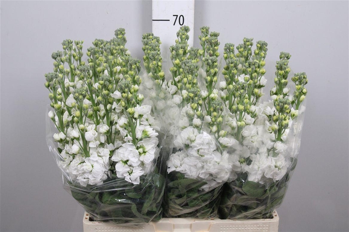 <h4>Matth Aida White</h4>