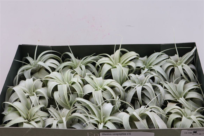 <h4>Tillandsia Xerographica X15</h4>