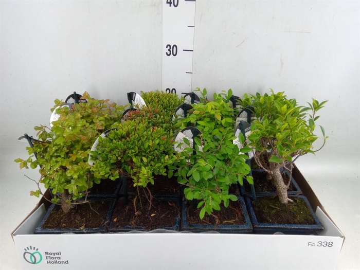 <h4>Bonsai   ...mix</h4>