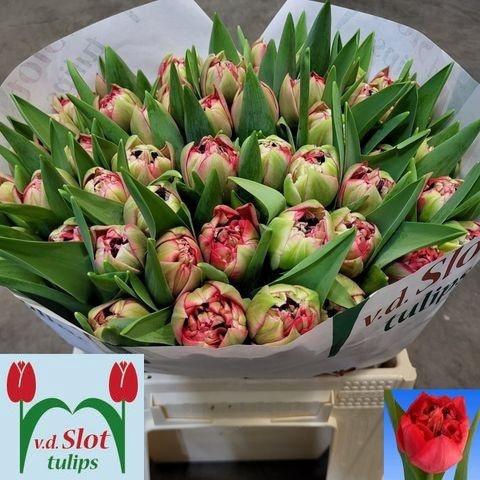 <h4>TU DU RED VELVET</h4>