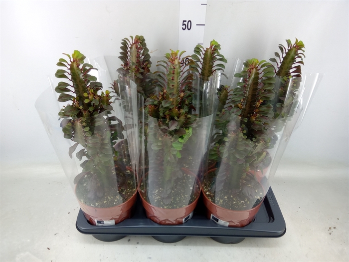 <h4>Euphorbia trigona 'Rubra'</h4>