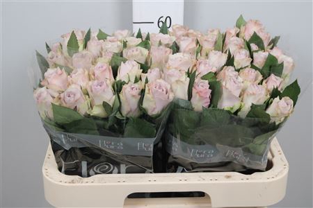 <h4>R Gr Paladio</h4>