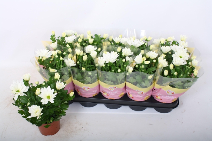 <h4>CHRYS BERLISE</h4>