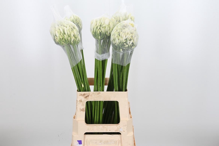 <h4>Agap Gletsjer</h4>