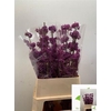 Callicarpa Bod Profusion