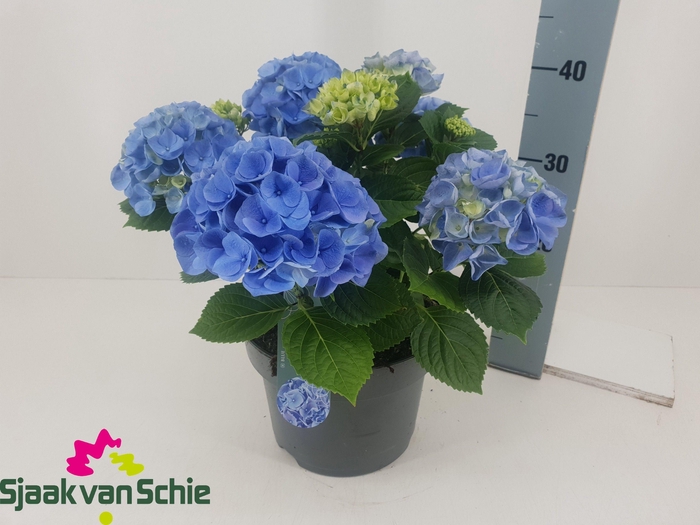 <h4>HYDR M HI RIVER</h4>